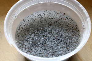 cach-lam-sua-chua-mit-tai-nha-3