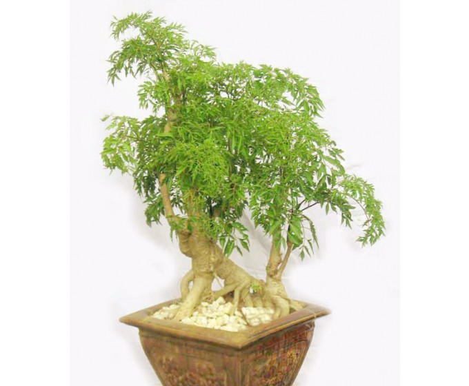 cay-dinh-lang-ngam-ruou-1