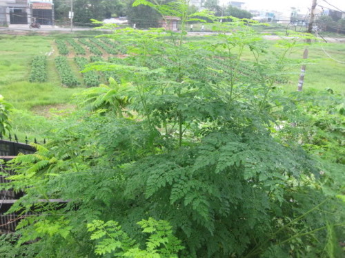 tac-dung-cua-cay-chum-ngay-1