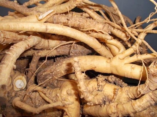 cay-dinh-lang-co-tac-dung-gi-1