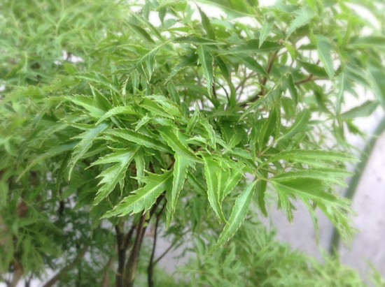 cay-dinh-lang-co-tac-dung-gi