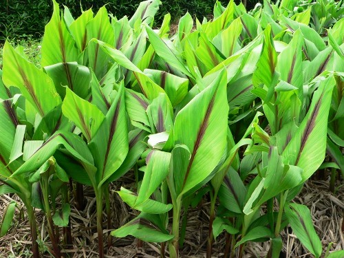 cong-dung-cua-nghe-den-2