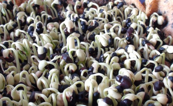 tac-dung-cua-gia-do-5