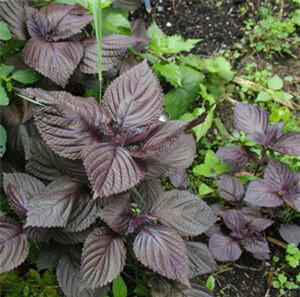 chữa cảm cúm cho bà bầu bằng kinh giới, tía tô, hành