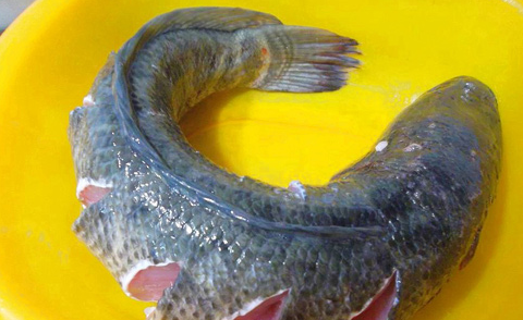 cach-lam-ca-loc-nuong-giay-bac-tuyet-ngon3